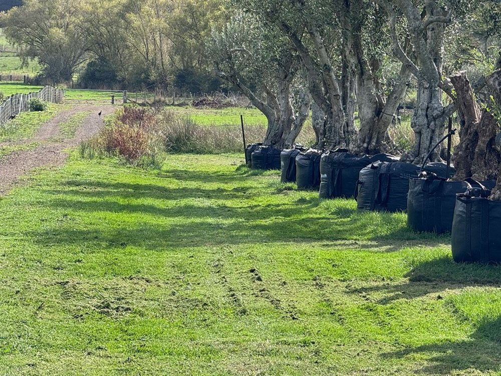 Paddock Mowing