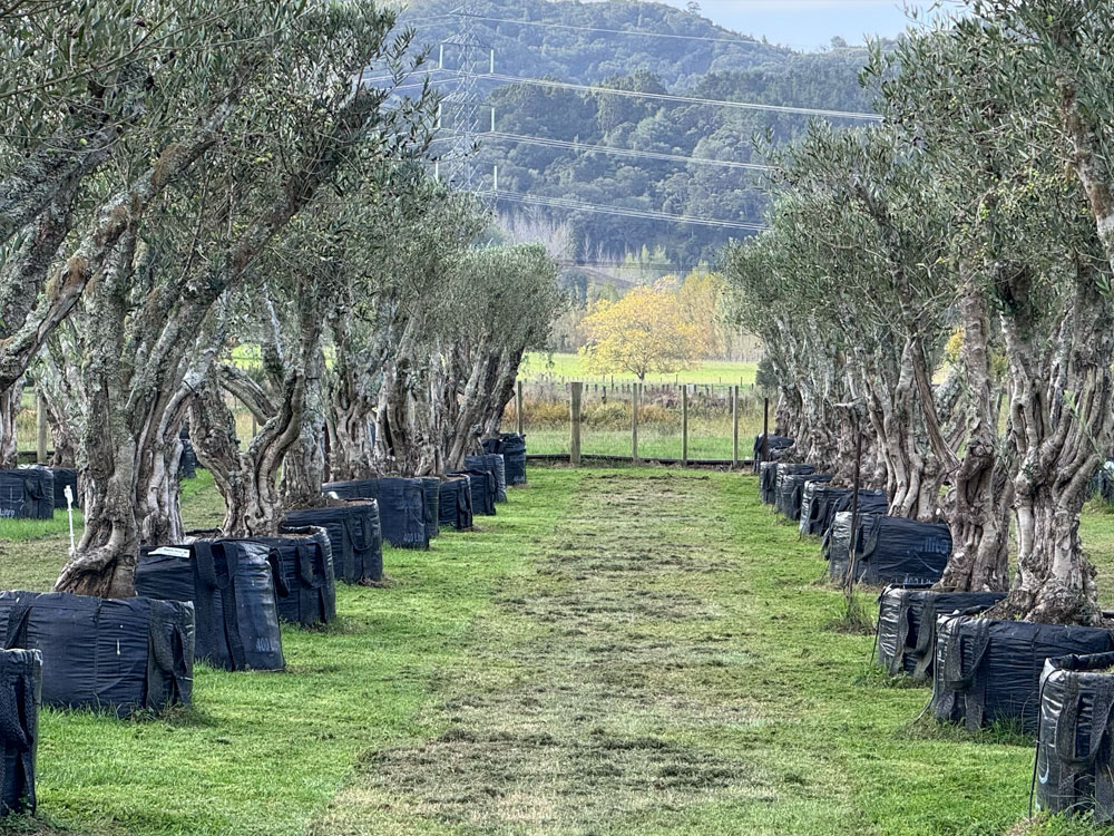 Paddock Mowing