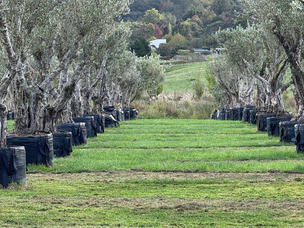 Paddock Mowing
