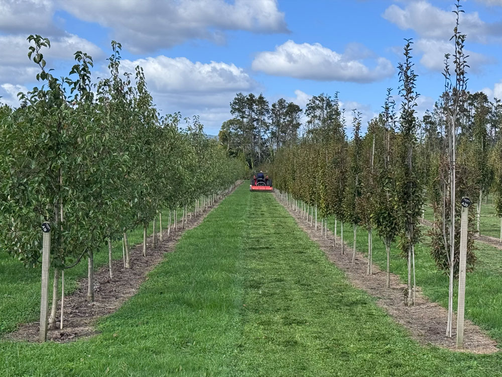 Paddock Mowing
